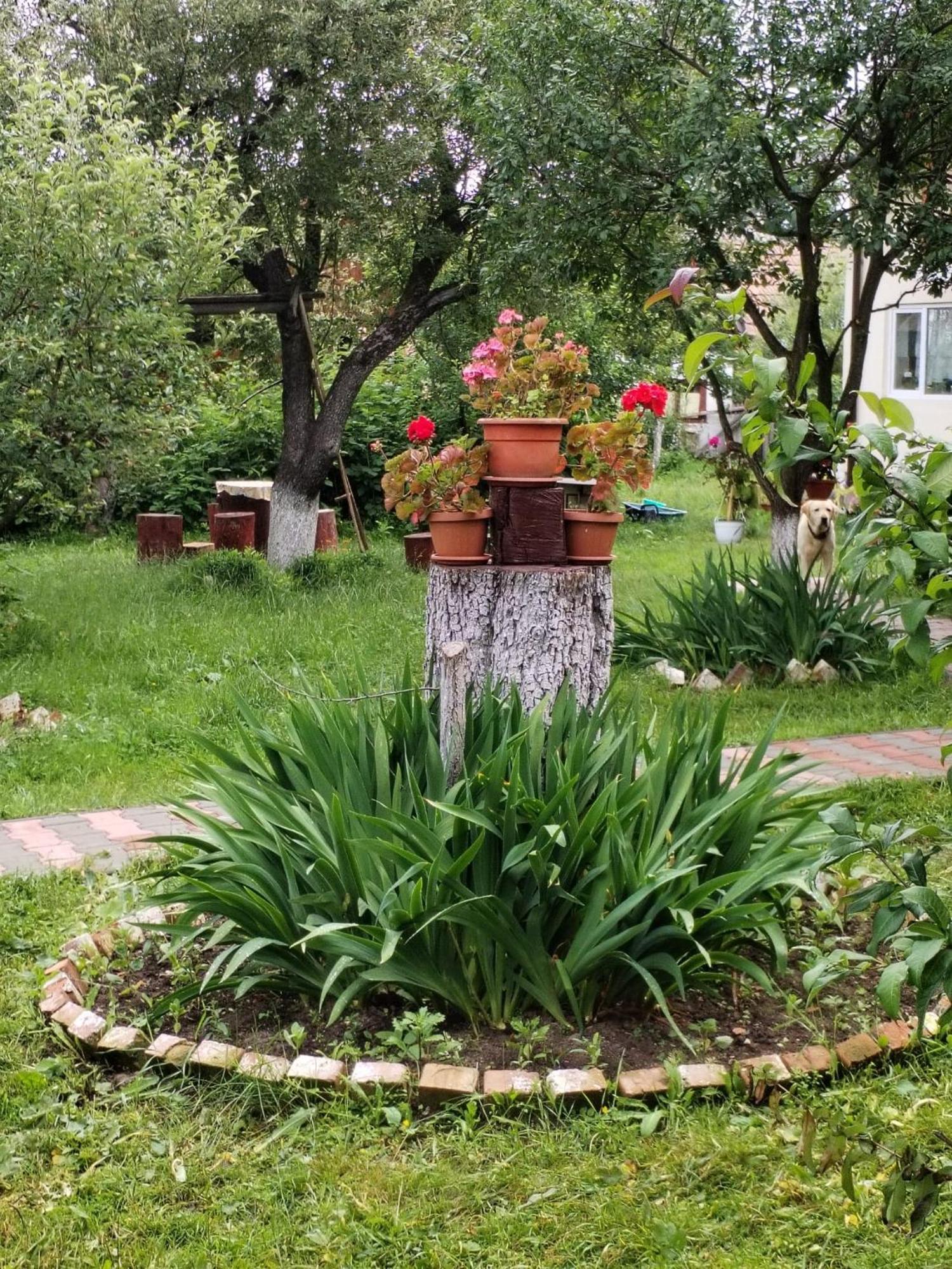 Casa Traditionala Subcetate Subcetate  Buitenkant foto