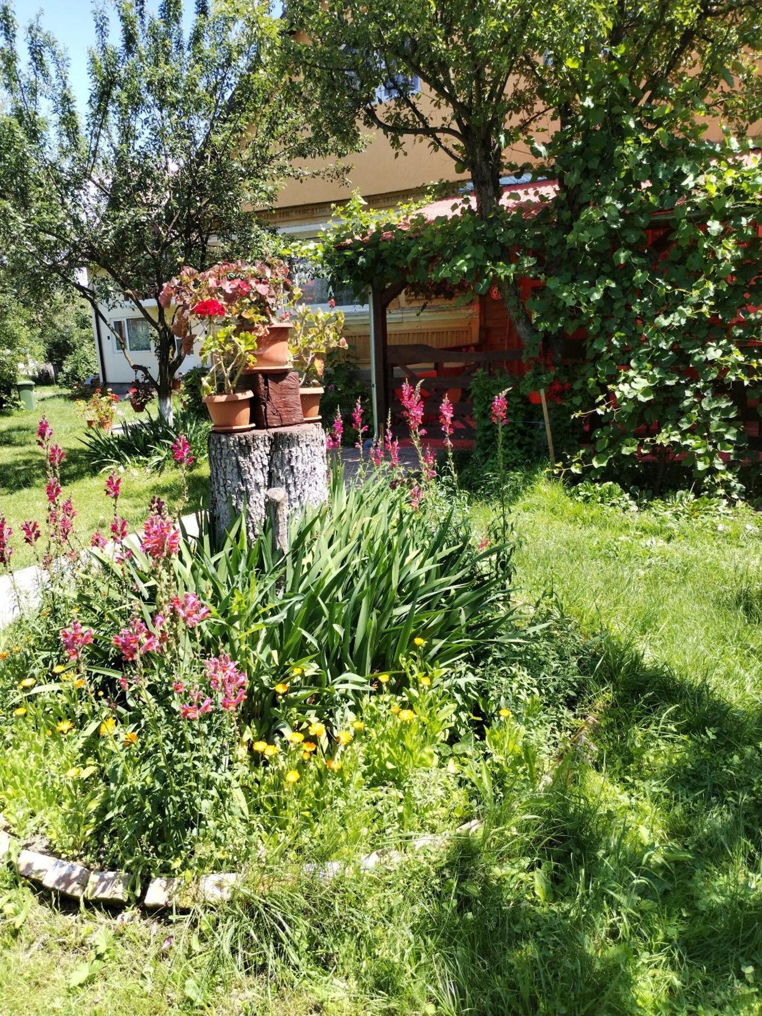 Casa Traditionala Subcetate Subcetate  Buitenkant foto